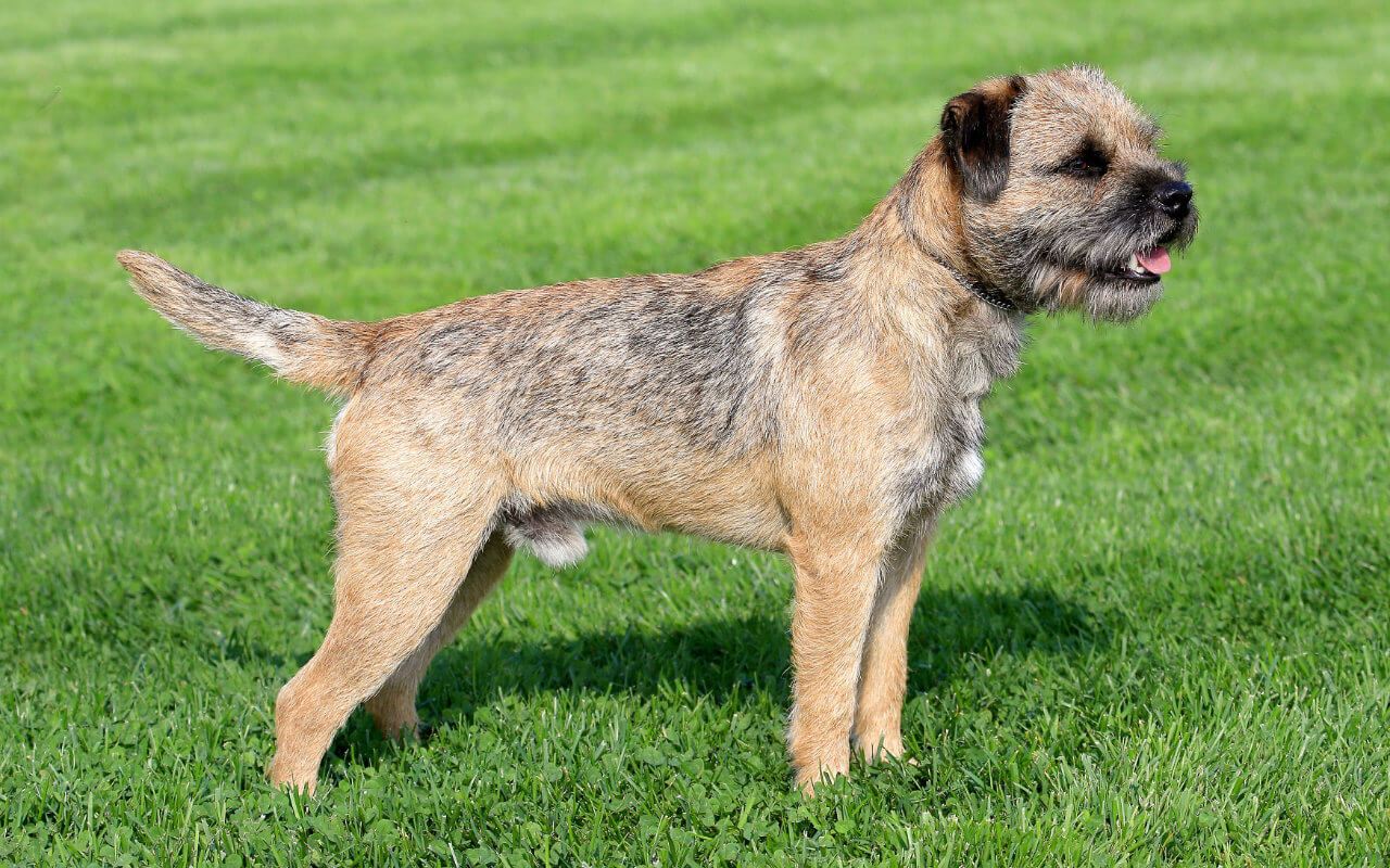 Border Terrier