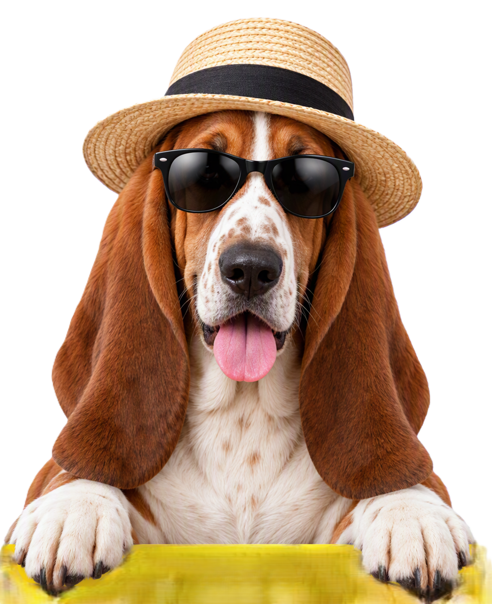 Basset Hound