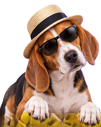 Beagle
