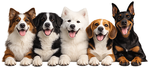 Why Pet Parents Choose Top Dog COVER